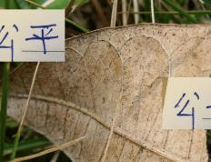 pg麻将胡了-这真没想到！亚军河南没颁奖拿牌 ！公平竞赛奖给申花